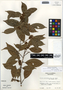 Pouteria reticulata subsp. reticulata, Guatemala, C. L. Lundell 17574, F